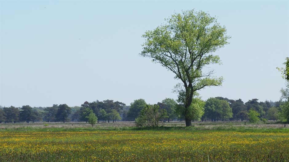 boom in het groene landschap van Vledder