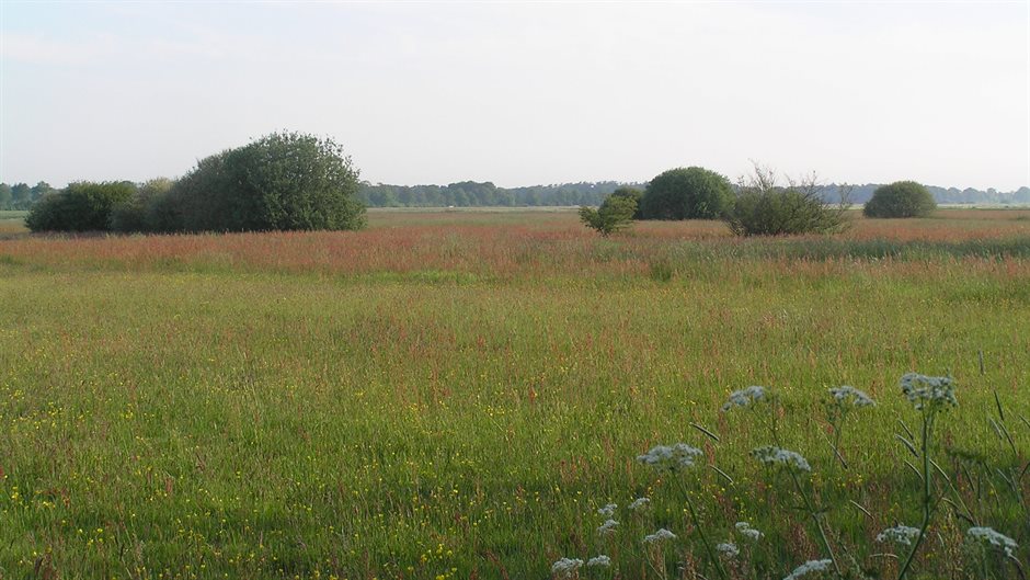 Groen grasland in de Vledder Aa