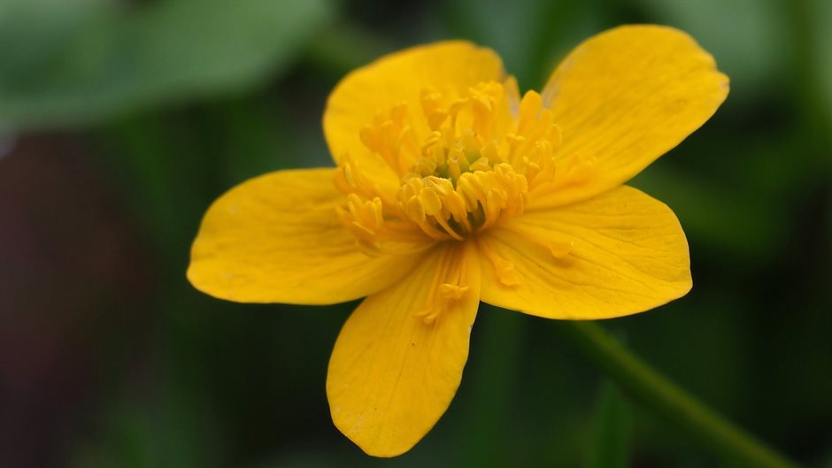 Gele dotterbloem met een groene stengel