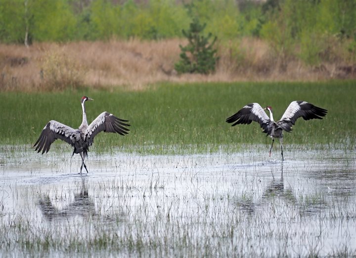Twee kraanvogels staan op het punt om weg te vliegen in een waterplas in het Leggelderveld. Hun reflectie met uitgespreide vleugels weerkaatst in het water.