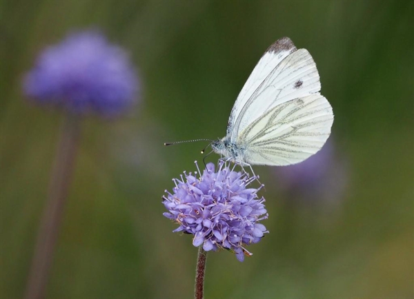 Close-up van een paarse bloem, de blauwe knoop, met een witte vlinder.