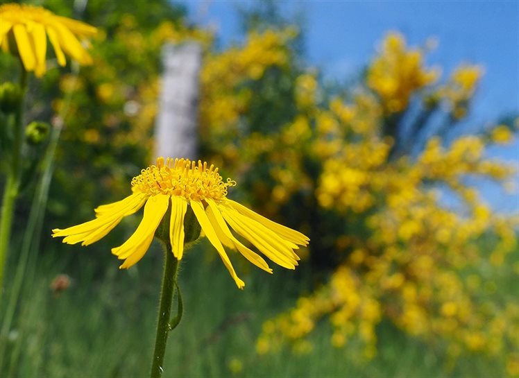 Close-up van een gele bloem, valkruid, in een veld van andere gele bloemen.