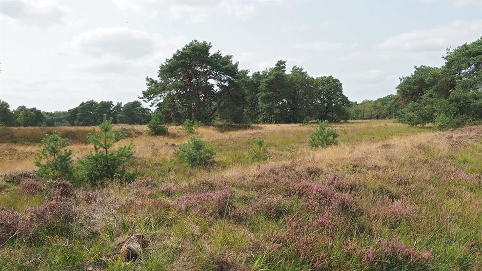 Heideveld met bloeiende heide, jonge dennen en een open landschap