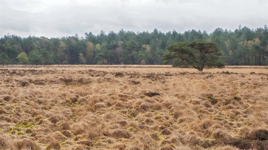 Heideveld met bos op de achtergrond
