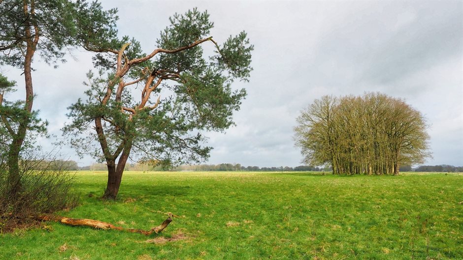 Graslandschap met enkele bomen