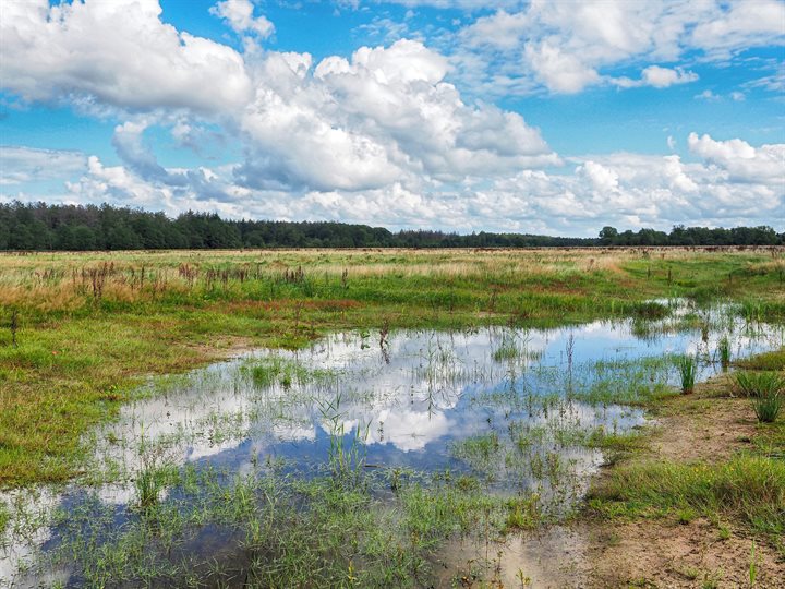 Oude Willem DFW 01-09-20 (1)