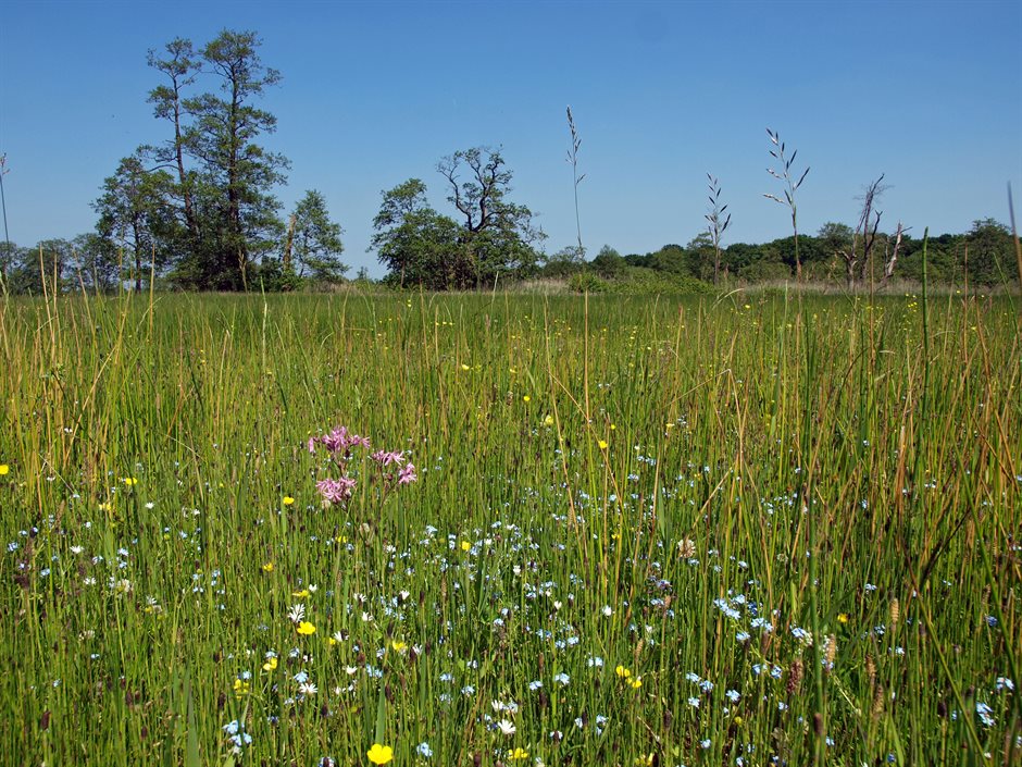 grasveld met kruiden en bloemen