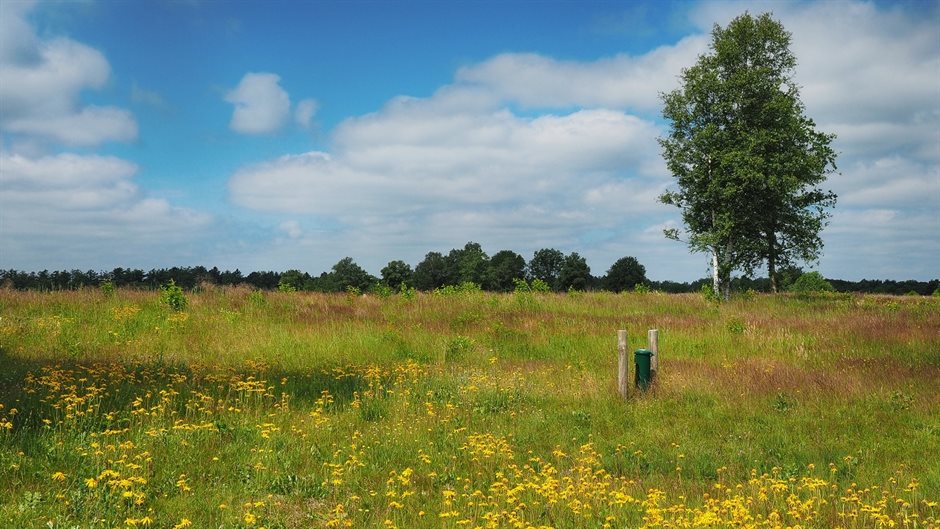 uitgestrekt graslandschap met boom en gele bloemen