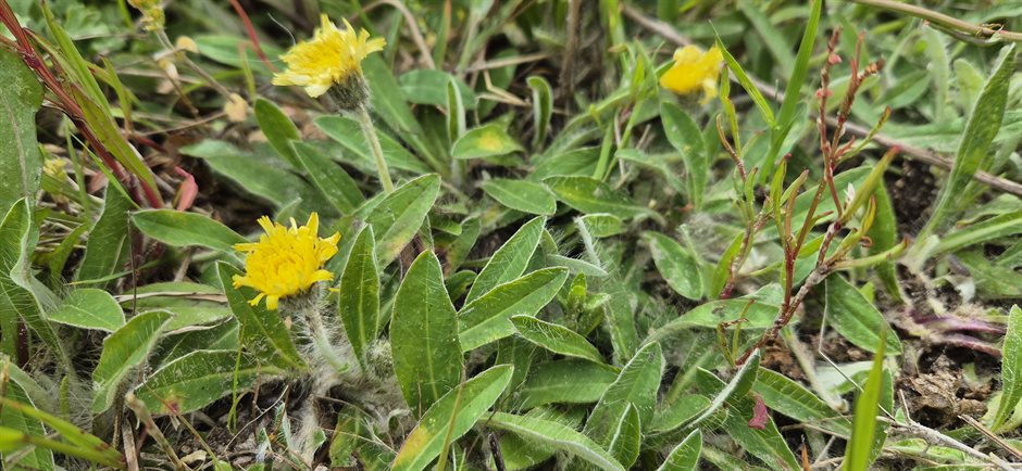 groen bodemplantje met gele bloemen