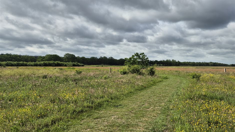 uitgestrekt groen landschap met in de verte bos