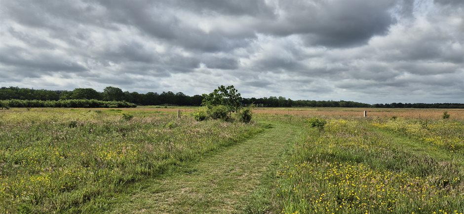 uitgestrekt groen landschap met bos in de achtergrond
