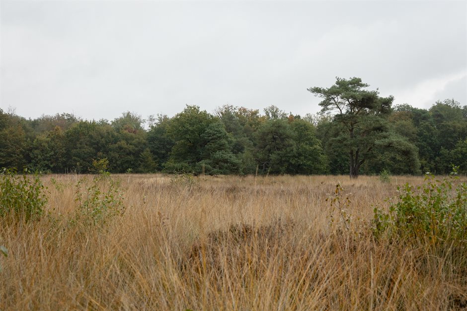 Stuk grond met gras en bomen op de achtergrond bij projectgebied Havelterberg