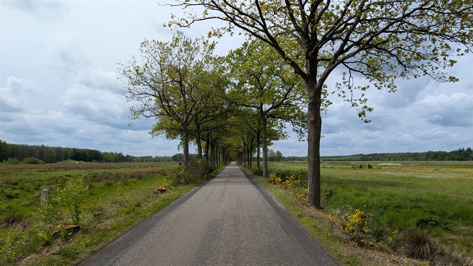 landweg met bomen en natuur eromheen